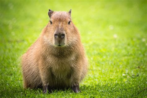 qué es un capibara - que es el calentamiento